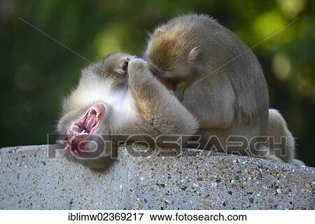 "Japanese Macaques or Nihonzarus (Macaca fuscata) grooming one another, social behavior, native to Japan, in captivity, Baden-Wuerttemberg, Germany, Europe" View Large Photo Image Stock Photo - "Japanese Macaques or Nihonzarus (Macaca fuscata) grooming one another, social behavior, native to Japan, in captivity, Baden-Wuerttemberg, Germany, Europe". Fotosearch