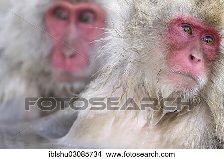 "Japanese Macaques or Snow Monkeys (Macaca fuscata), portrait, Affenpark Jigokudani, Nagano Prafektur, Japan, Asia" View Large Photo Image Picture - "Japanese Macaques or Snow Monkeys (Macaca fuscata), portrait, Affenpark Jigokudani, Nagano Prafektur, Japan, Asia". Fotosearch