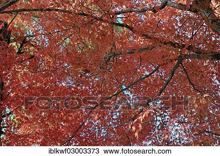 "Japanese Maple (Acer palmatum) with red foliage in autumn, Kyoto, Kinki region, Japan, Asia" View Large Photo Image Stock Image - "Japanese Maple (Acer palmatum) with red foliage in autumn, Kyoto, Kinki region, Japan, Asia". Fotosearch