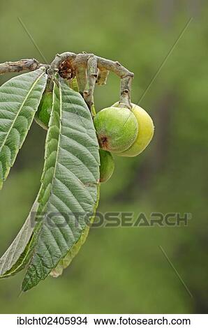 Picture - "Japanese Medlar, Japanese Plum, Nespoli, Loquat (Eriobotrya japonica), fruits on tree". Fotosearch