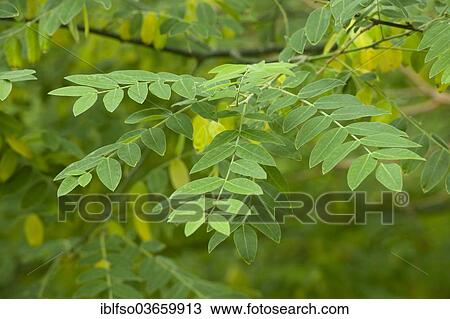 Stock Image - "Japanese Pagoda Tree or Chinese Scholar (Styphnolobium japonicum), leaves, park tree, native to Japan, Korea and China, Thuringia, Germany, Europe". Fotosearch