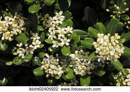 "Japanese Pittosporum, Japanese Mock-orange and Japanese Cheesewood (Pittosporum tobira), native to East Asia, ornamental plant, Provence, Southern France, France, Europe" View Large Photo Image Stock Image - "Japanese Pittosporum, Japanese Mock-orange and Japanese Cheesewood (Pittosporum tobira), native to East Asia, ornamental plant, Provence, Southern France, France, Europe". Fotosearch