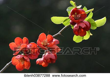 Stock Photo - "Japanese Quince or Japanese Flowering Quince (Chaenomeles japonica), Emsland, Lower Saxony, Germany, Europe". Fotosearch