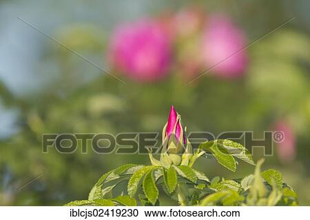 Japanese Rose or Ramanas Rose (Rosa rugosa), Bergisches Land, North Rhine-Westphalia, Germany, Europe View Large Photo Image Stock Image - Japanese Rose or Ramanas Rose (Rosa rugosa), Bergisches Land, North Rhine-Westphalia, Germany, Europe. Fotosearch