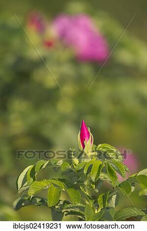 Japanese Rose or Ramanas Rose (Rosa rugosa), Bergisches Land, North Rhine-Westphalia, Germany, Europe View Large Photo Image Stock Image - Japanese Rose or Ramanas Rose (Rosa rugosa), Bergisches Land, North Rhine-Westphalia, Germany, Europe. Fotosearch