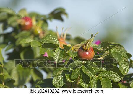 Japanese Rose or Ramanas Rose (Rosa rugosa), Bergisches Land, North Rhine-Westphalia, Germany, Europe View Large Photo Image Stock Image - Japanese Rose or Ramanas Rose (Rosa rugosa), Bergisches Land, North Rhine-Westphalia, Germany, Europe. Fotosearch