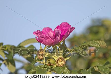 Japanese Rose or Ramanas Rose (Rosa rugosa), Bergisches Land, North Rhine-Westphalia, Germany, Europe View Large Photo Image Stock Photo - Japanese Rose or Ramanas Rose (Rosa rugosa), Bergisches Land, North Rhine-Westphalia, Germany, Europe. Fotosearch