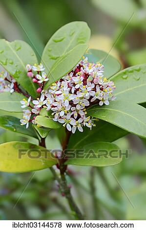 "Japanese Skimmia (Skimmia japonica) flowers, native to in Japan, Korea and China, ornamental plant, North Rhine-Westphalia, Germany, Europe" View Large Photo Image Stock Photo - "Japanese Skimmia (Skimmia japonica) flowers, native to in Japan, Korea and China, ornamental plant, North Rhine-Westphalia, Germany, Europe". Fotosearch