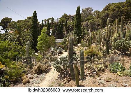 "Jardi Botanic Marimurtra, botanical gardens, Blanes, La Selva, Costa Brava, Catalonia, Spain, Europe" View Large Photo Image Stock Image - "Jardi Botanic Marimurtra, botanical gardens, Blanes, La Selva, Costa Brava, Catalonia, Spain, Europe". Fotosearch