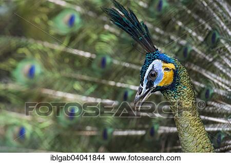 "Java Peafowl or Green Peafowl (Pavo muticus), Bali Bird Park, Bali, Indonesia, Asia" View Large Photo Image Picture - "Java Peafowl or Green Peafowl (Pavo muticus), Bali Bird Park, Bali, Indonesia, Asia". Fotosearch