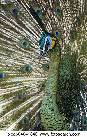 "Java Peafowl or Green Peafowl (Pavo muticus), Bali Bird Park, Bali, Indonesia, Asia" View Large Photo Image Stock Image - "Java Peafowl or Green Peafowl (Pavo muticus), Bali Bird Park, Bali, Indonesia, Asia". Fotosearch