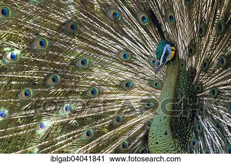 "Java Peafowl or Green Peafowl (Pavo muticus), Bali Bird Park, Bali, Indonesia, Asia" View Large Photo Image Stock Image - "Java Peafowl or Green Peafowl (Pavo muticus), Bali Bird Park, Bali, Indonesia, Asia". Fotosearch