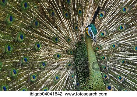 "Java Peafowl or Green Peafowl (Pavo muticus), Bali Bird Park, Bali, Indonesia, Asia" View Large Photo Image Stock Image - "Java Peafowl or Green Peafowl (Pavo muticus), Bali Bird Park, Bali, Indonesia, Asia". Fotosearch