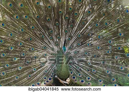 "Java Peafowl or Green Peafowl (Pavo muticus), Bali Bird Park, Bali, Indonesia, Asia" View Large Photo Image Stock Photography - "Java Peafowl or Green Peafowl (Pavo muticus), Bali Bird Park, Bali, Indonesia, Asia". Fotosearch