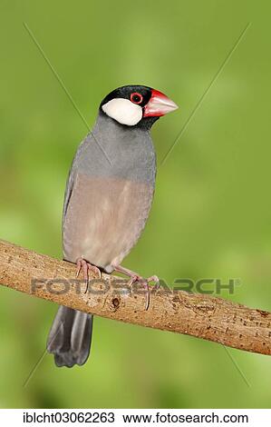 Stock Image - "Java Sparrow, Java Finch, Java Rice Sparrow or Java Rice Bird (Padda oryzivora), occurrence in Java and Bali, captive, Bergkamen, North Rhine-Westphalia, Germany, Europe". Fotosearch
