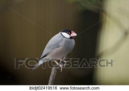Java Sparrow (Padda oryzivora), captive View Large Photo Image Stock Photograph - Java Sparrow (Padda oryzivora), captive. Fotosearch