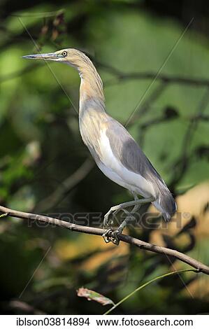 "Javan Pond Heron (Ardeola speciosa), adult, on perch, captive, Florida, USA" View Large Photo Image Picture - "Javan Pond Heron (Ardeola speciosa), adult, on perch, captive, Florida, USA". Fotosearch
