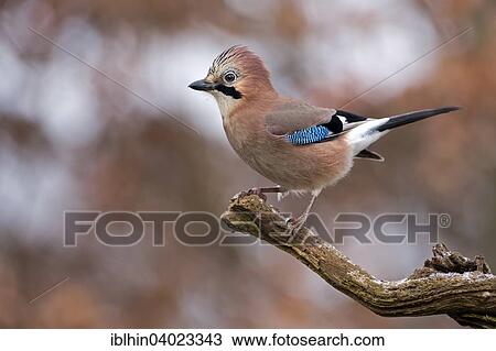 "Jay (falco tinnunculus), Middle Elbe Biosphere Reserve, Saxony-Anhalt, Germany, Europe" View Large Photo Image Stock Image - "Jay (falco tinnunculus), Middle Elbe Biosphere Reserve, Saxony-Anhalt, Germany, Europe". Fotosearch