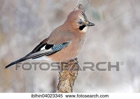 "Jay (falco tinnunculus), Middle Elbe Biosphere Reserve, Saxony-Anhalt, Germany, Europe" View Large Photo Image Stock Photography - "Jay (falco tinnunculus), Middle Elbe Biosphere Reserve, Saxony-Anhalt, Germany, Europe". Fotosearch