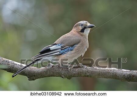 Stock Image - "Jay (falco tinnunculus) perched on a branch, Hamburg, Hamburg, Hamburg, Germany, Europe". Fotosearch