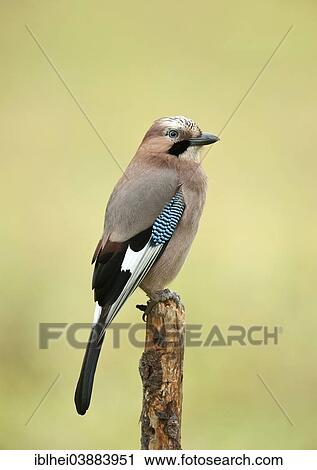 Stock Image - "Jay (Garrulus glandarius), Austria, Europe". Fotosearch
