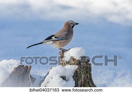"Jay (Garrulus glandarius), Grunau, Almtal, Salzkammergut, Upper Austria, Austria, Europe" View Large Photo Image Stock Image - "Jay (Garrulus glandarius), Grunau, Almtal, Salzkammergut, Upper Austria, Austria, Europe". Fotosearch