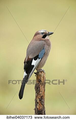 "Jay (Garrulus glandarius), Grunau, Almtal, Salzkammergut, Upper Austria, Austria, Europe" View Large Photo Image Stock Image - "Jay (Garrulus glandarius), Grunau, Almtal, Salzkammergut, Upper Austria, Austria, Europe". Fotosearch