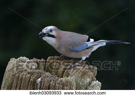 "Jay (Garrulus glandarius), Haren, Emsland, Lower Saxony, Germany, Europe" View Large Photo Image Stock Image - "Jay (Garrulus glandarius), Haren, Emsland, Lower Saxony, Germany, Europe". Fotosearch