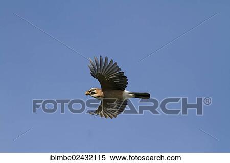 "Jay (Garrulus glandarius) in flight with an acorn in its beak, Havelkanal Canal near Potsdam-Paaren, Havelland region, Brandenburg, Germany, Europe" View Large Photo Image Stock Photography - "Jay (Garrulus glandarius) in flight with an acorn in its beak, Havelkanal Canal near Potsdam-Paaren, Havelland region, Brandenburg, Germany, Europe". Fotosearch