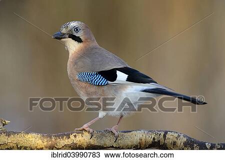 Jay (Garrulus glandarius) perched on a branch View Large Photo Image Stock Image - Jay (Garrulus glandarius) perched on a branch. Fotosearch
