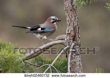 Stock Image - "Jay (Garrulus glandarius) Terfener Forchat, Terfens, Tyrol, Austria, Europe". Fotosearch