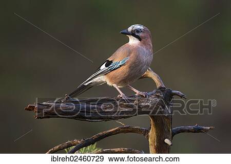 "Jay (Garrulus glandarius), Terfener Forchat, Terfens, Tyrol, Austria, Europe" View Large Photo Image Stock Photo - "Jay (Garrulus glandarius), Terfener Forchat, Terfens, Tyrol, Austria, Europe". Fotosearch