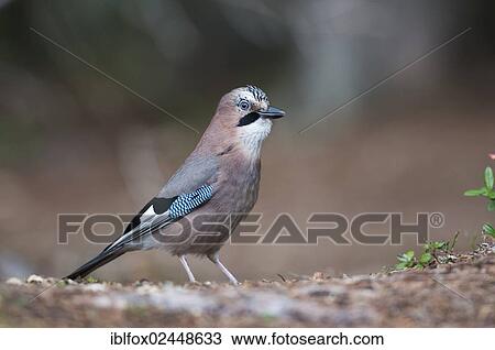 "Jay (Garrulus glandarius), Tyrol, Austria, Europe" View Large Photo Image Stock Image - "Jay (Garrulus glandarius), Tyrol, Austria, Europe". Fotosearch