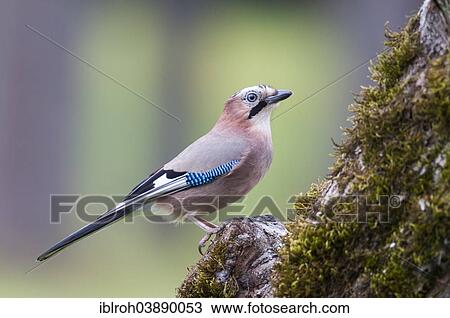Stock Image - "Jay (Garrulus glandarius), Upper Austria, Austria, Europe". Fotosearch