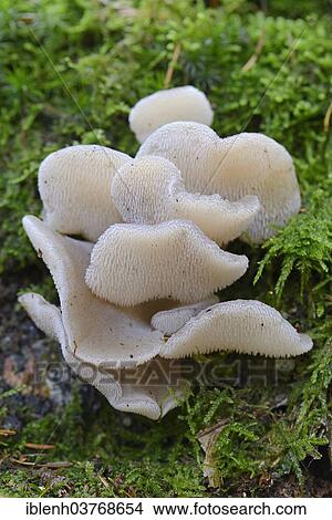 "Jelly Tooth or Toothed Jelly fungus (Pseudohydnum gelatinosum), Lower Saxony, Germany, Europe" View Large Photo Image Picture - "Jelly Tooth or Toothed Jelly fungus (Pseudohydnum gelatinosum), Lower Saxony, Germany, Europe". Fotosearch