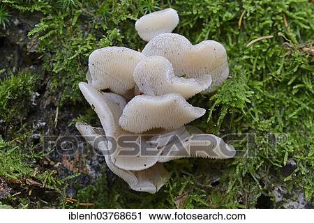 "Jelly Tooth or Toothed Jelly fungus (Pseudohydnum gelatinosum), Lower Saxony, Germany, Europe" View Large Photo Image Stock Image - "Jelly Tooth or Toothed Jelly fungus (Pseudohydnum gelatinosum), Lower Saxony, Germany, Europe". Fotosearch