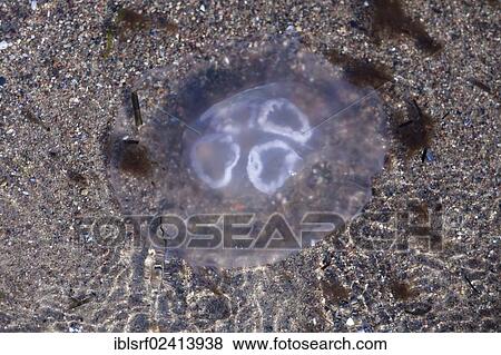 Stock Photo - Jellyfish (Aurelia aurita), Brodten, Schleswig-Holstein, Germany, Europe. Fotosearch