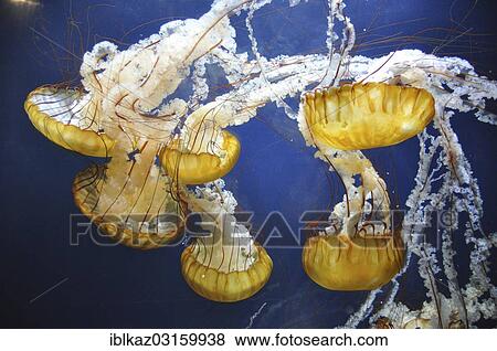 "Jellyfish, San Francisco, California, United States, North America" View Large Photo Image Stock Photo - "Jellyfish, San Francisco, California, United States, North America". Fotosearch