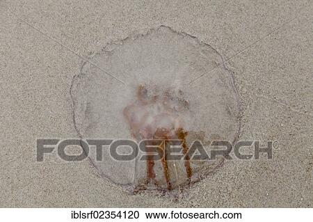 Stock Image - "Jellyfish (Scyphozoa) on the beach, Ruegen Island, Mecklenburg-Western Pomerania, Germany, Europe". Fotosearch