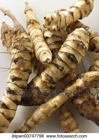 Jerusalem artichokes View Large Photo Image Stock Photo - Jerusalem artichokes. Fotosearch