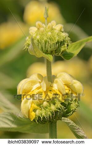 "Jerusalem sage (Phlomis liana), blossoms, native to Turkey" View Large Photo Image Stock Photo - "Jerusalem sage (Phlomis liana), blossoms, native to Turkey". Fotosearch