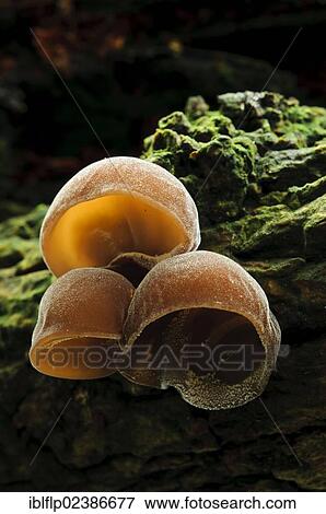 "Jew's Ear Fungus (Auricularia auricula-judae), fruiting bodies, growing on fallen tree, Sevenoaks Wildlife Reserve, Kent, England, United Kingdom, Europe" View Large Photo Image Stock Photo - "Jew's Ear Fungus (Auricularia auricula-judae), fruiting bodies, growing on fallen tree, Sevenoaks Wildlife Reserve, Kent, England, United Kingdom, Europe". Fotosearch