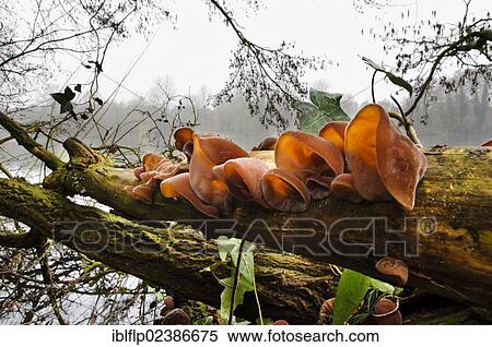 "Jew's Ear Fungus (Auricularia auricula-judae), fruiting bodies, growing on fallen tree, Sevenoaks Wildlife Reserve, Kent, England, United Kingdom, Europe" View Large Photo Image Stock Photography - "Jew's Ear Fungus (Auricularia auricula-judae), fruiting bodies, growing on fallen tree, Sevenoaks Wildlife Reserve, Kent, England, United Kingdom, Europe". Fotosearch