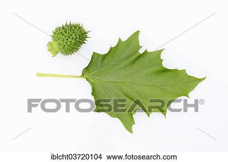 Picture - "Jimson Weed or Datura (Datura stramonium), fruit and leaf". Fotosearch