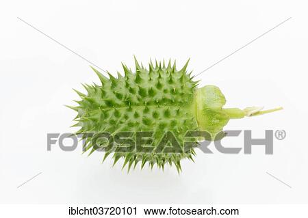 "Jimson Weed or Datura (Datura stramonium), fruit" View Large Photo Image Stock Image - "Jimson Weed or Datura (Datura stramonium), fruit". Fotosearch
