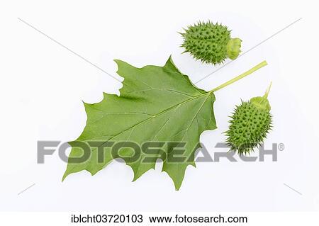 "Jimson Weed or Datura (Datura stramonium), fruits and leaf" View Large Photo Image Stock Image - "Jimson Weed or Datura (Datura stramonium), fruits and leaf". Fotosearch