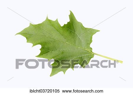 "Jimson Weed or Datura (Datura stramonium), leaf" View Large Photo Image Stock Photography - "Jimson Weed or Datura (Datura stramonium), leaf". Fotosearch