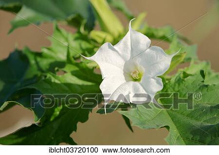 Stock Image - "Jimson Weed or Thorn-apple (Datura stramonium), flowering, North Rhine-Westphalia, Germany, Europe". Fotosearch