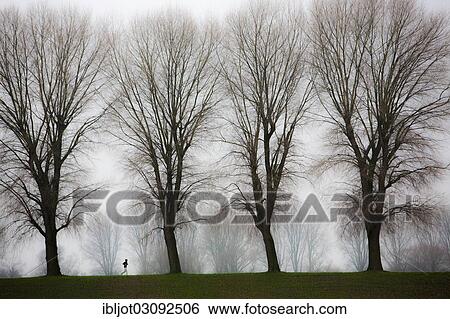"Jogger, dreary winter weather, fog, bare trees, bei Stockum, D? ƒsseldorf, North Rhine-Westphalia, Germany, Europe" View Large Photo Image Stock Photograph - "Jogger, dreary winter weather, fog, bare trees, bei Stockum, D? ƒsseldorf, North Rhine-Westphalia, Germany, Europe". Fotosearch