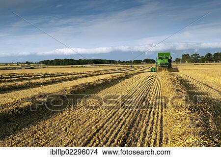 "John Deere combine harvester, harvesting Barley (Hordeum vulgare) crop, discharging chaff and straw waste from back, England, United Kingdom, Europe" View Large Photo Image Picture - "John Deere combine harvester, harvesting Barley (Hordeum vulgare) crop, discharging chaff and straw waste from back, England, United Kingdom, Europe". Fotosearch